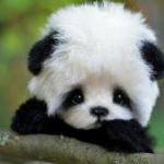 Cedpanda